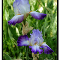 Irises 鳶尾花 - 5