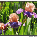 Irises 鳶尾花 - 2