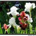 Irises 鳶尾花 - 1