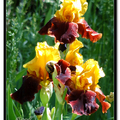 Irises 鳶尾花 - 5