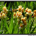 Irises 鳶尾花 - 4