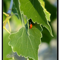 Cottonwood Tree 三角葉楊