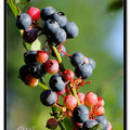Blueberry 藍莓 - 2