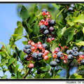 Blueberry 藍莓 - 3