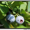 Blueberry 藍莓 - 6
