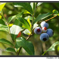 Blueberry 藍莓 - 8