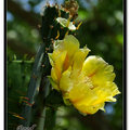 Cactus 仙人掌