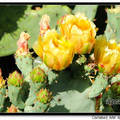 Prickly Pear 仙人掌花