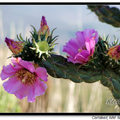 Prickly Pear 仙人掌花