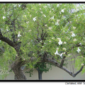 Desert Willow 	沙漠柳樹