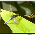 Dragonfly 蜻蜓