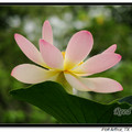 A beautiful pink & cream edged with dark pink. Grows 5' tall.