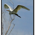 Great Egret 大白鷺