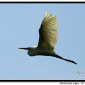 Great Egret 大白鷺