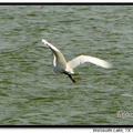 Little Egret 小白鷺