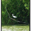 Little Egret 小白鷺