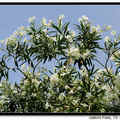 Oleander 夾竹桃