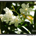 Oleander 夾竹桃