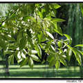 American Ash 美國白蠟樹、桉樹