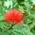 Red-headed calliandra、紅絨球、紅合歡、朱櫻花。
含羞草科(Mimosaceae)，原產巴西(Brazil)、玻利維亞(Bolivia)、模里西斯(Mauritius)。落葉小喬木、灌木，頭狀花序，花期6-11月。

廣西柳州 
2006/12