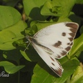 台灣紋白蝶 Pieris canidia
