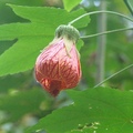 別名：Redvein abutilum、風鈴扶桑、金鈴花、風鈴花、猩猩花。
錦葵科(Malvaceae)，原產瓜地馬拉(Guatemala)。常綠灌木，單頂花序，四季常開。

台北四獸山 
2007/02/03