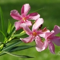 夾竹桃 Oleander