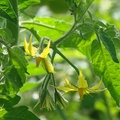 茄科茄屬番茄亞屬的多年生草本植物，又稱西紅柿。番茄的“番”字有時也被誤寫作草字頭的“蕃”。原產於中美洲和南美洲，現作為食用蔬果在全世界範圍內廣泛種植。


新竹縣關西鎮
2007/02/07