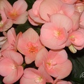 具有多花性，12月～2月為開花期，花色方面囊括了紅、粉、橙、黃、白等色系。
新竹關西 2007/02/07