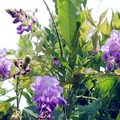 淡紫和白色的花串極顯優美，花期為4月下旬至5月上旬。