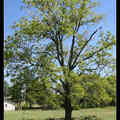 Black Walnut  黑胡桃樹