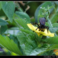Carpenter Bee 木(椽)蜂