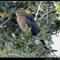 Great-tailed Grackle 大尾擬椋鳥(雌鳥)?