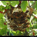 蜂巢