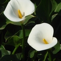 花色: 白‧黃‧桃紅‧綠，花型呈漏斗狀，先端展開如馬蹄形。
開花盛產期為11~5月。
是哥倫比亞的國花。

桃園 2007/02/07