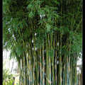 Bambusa textilis 'Kanapaha'
