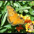 Gulf Fritillary or Passion Butterfly 海灣豹紋蝶