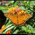Gulf Fritillary or Passion Butterfly 海灣豹紋蝶