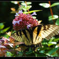 Tiger Swallowtail 虎紋鳳蝶