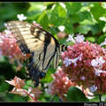 Tiger Swallowtail 虎紋鳳蝶