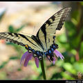 Thoas Swallowtail 金鳳蝶