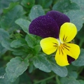 香堇菜 Mini Viola, Sweet Violet