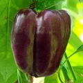 紫甜椒