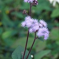 紫花蒮香薊  Billygoat-weed