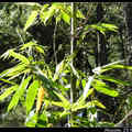 Bambusa textilis 'Gracllis