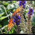 Gulf Fritillary 海灣豹紋蝶