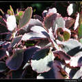 景天科彩色多肉植物～(Kalanchoe fedtschenkoi f. 'variegata' ) 蝴蝶之舞錦
全日照葉緣會呈粉紅色