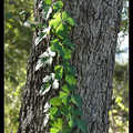 Parthenocissus quinquefolia (L.) Planch.

葡萄科地錦屬多年生落葉蔓性藤本植物，漿果球形，熟時藍紫色

屬內代表植物有五葉地錦（P quinquefolia Planchon）和地錦（P.thunbergii Nakai）