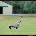 Antelope 羚羊