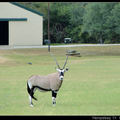 Antelope 羚羊